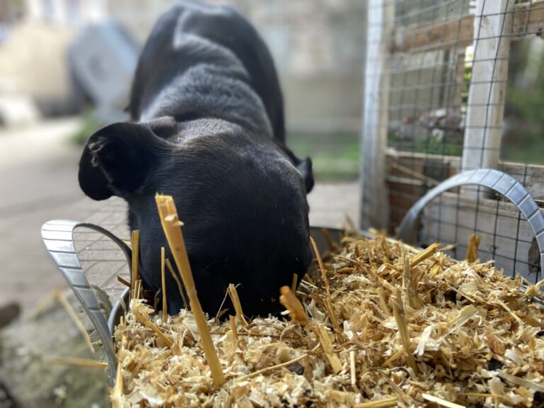 Hobbys braucht der Hund