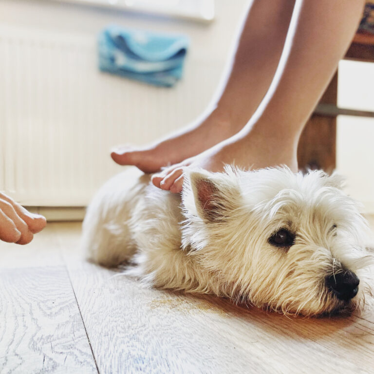 Hundebetreuung – die zweite Heimat