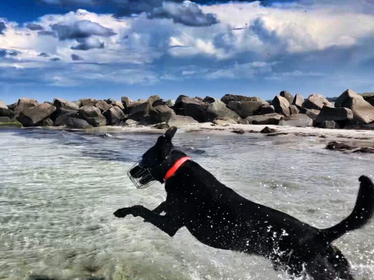 Hund und Meer