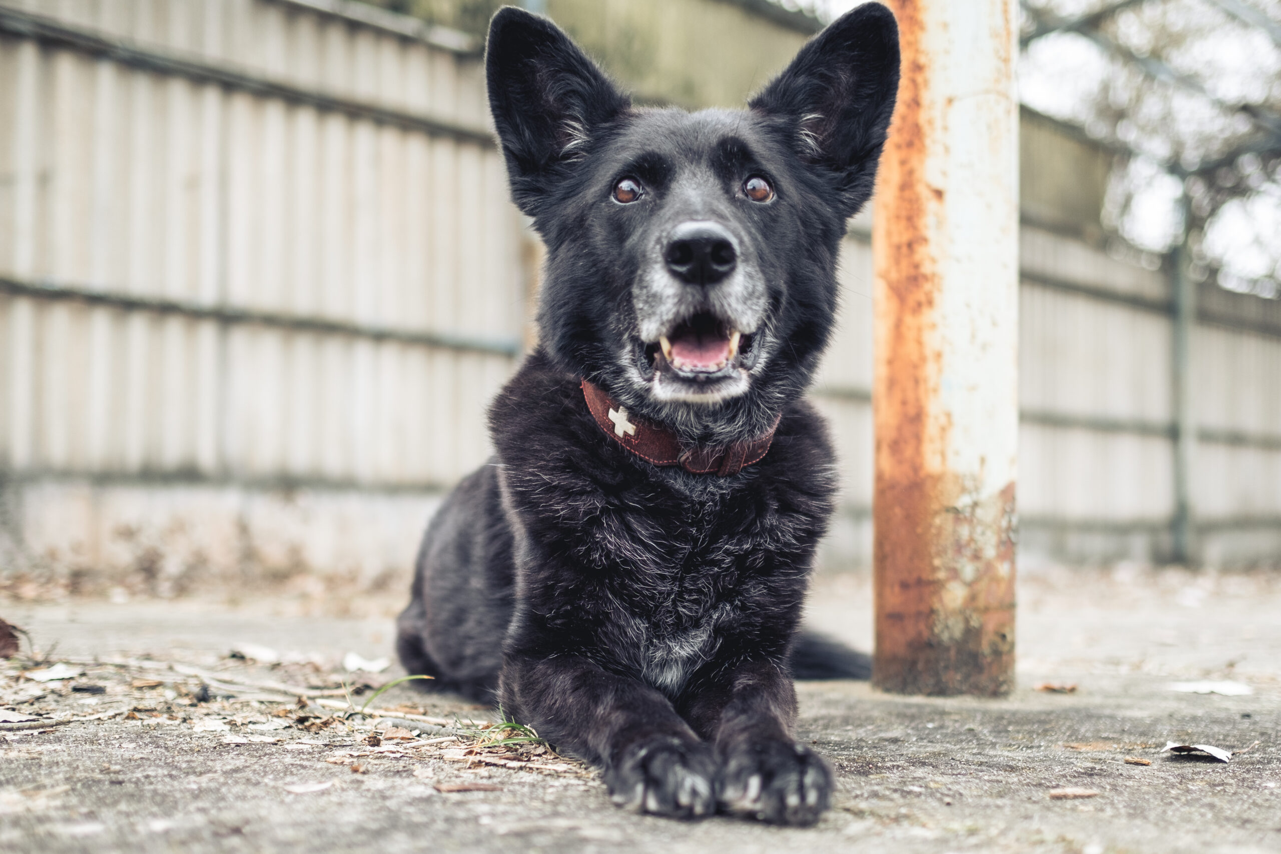 Hunde, die anders sind