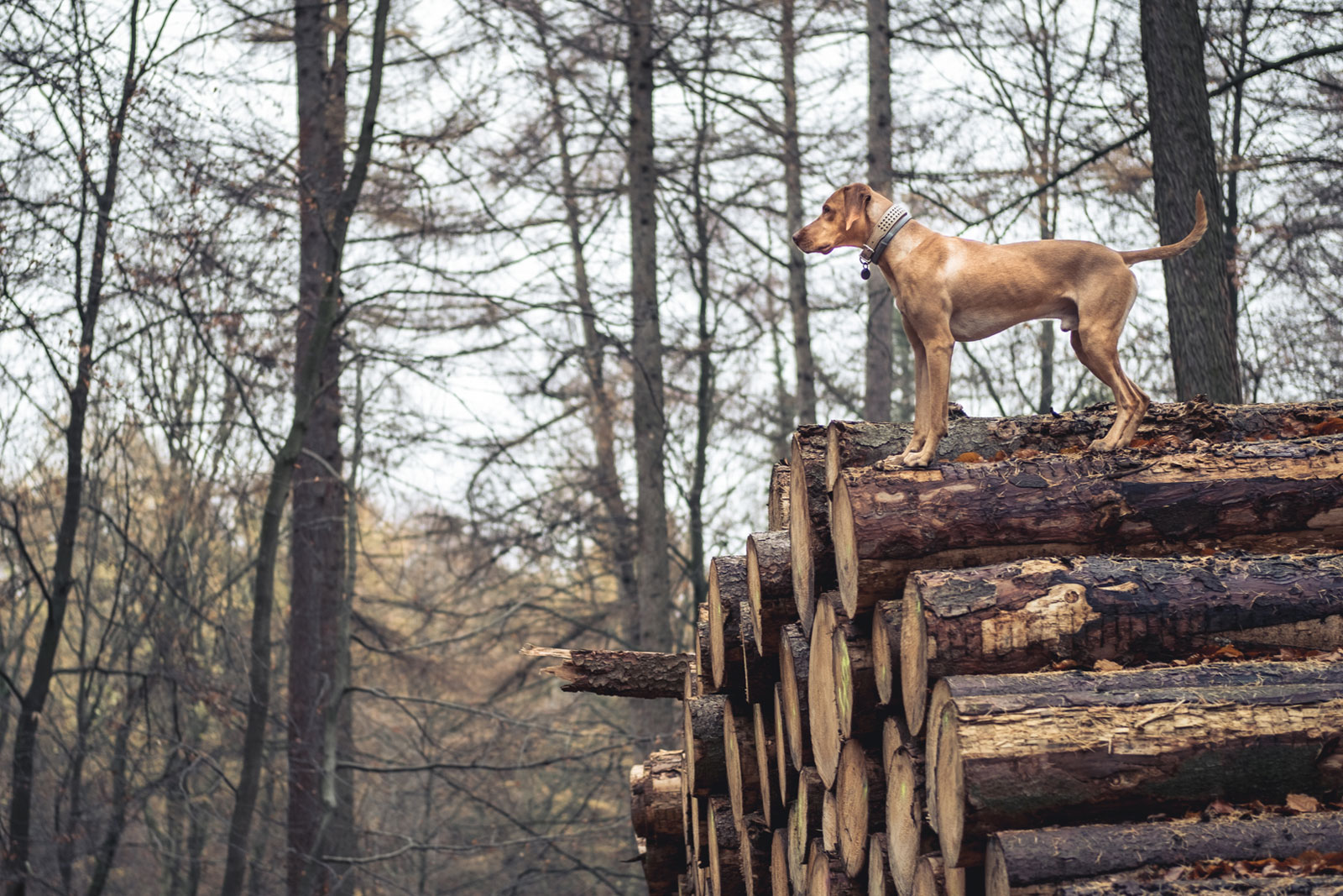 Dein jagender Hund